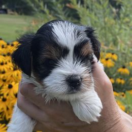 Biewer Terrier Puppies from Biewer Journey