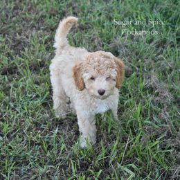 Scout - Buff male Cockapoo puppy in Hopkins, South Carolina from Sugar and Spice Cockapoos