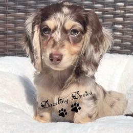 Katana's Chocolate and Cream Dapple -- Male - Dapple male Dachshund puppy in Kalama, Washington from Dazzling Doxies