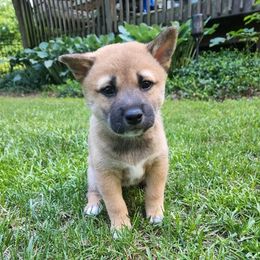 Shiba Inu from Rebecca Bryan