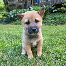 Shiba Inu from Rebecca Bryan