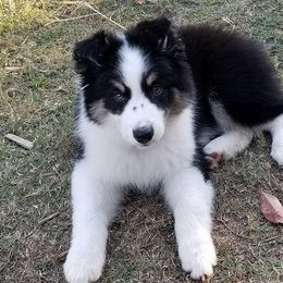 Border Collies from Triple Crown
