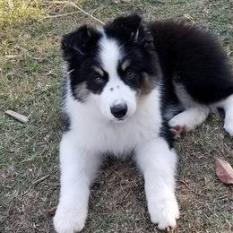 Border Collies from Triple Crown