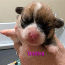 Godiva - Red female Pembroke Welsh Corgi puppy in Berkeley Springs, West Virginia from Hummingbird Farm