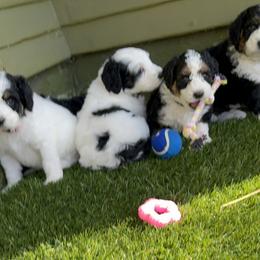 Bernedoodle Puppies from SoCal Bernedoodles