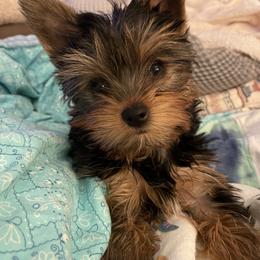 Yorkshire Terrier Puppies from Essence of Grace Yorkies