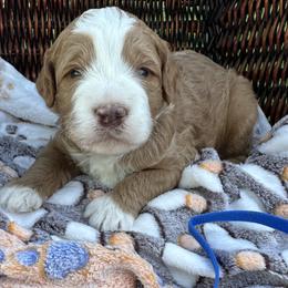 Blue Collar - Red male Bernedoodle puppy in Cody, Wyoming from Yellowstone Breeders