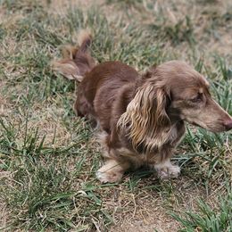 Hazel - Dachshund