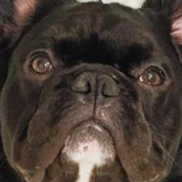 French Bulldogs from Ca’Chet Kennels LLC