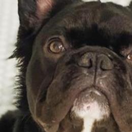French Bulldogs from Ca’Chet Kennels LLC
