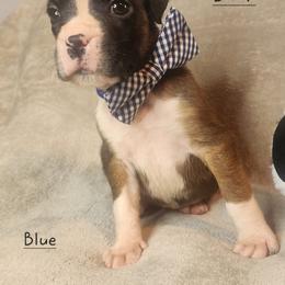 Blue - Fawn male Boxer puppy in Aurora, Missouri from Pick A Pup