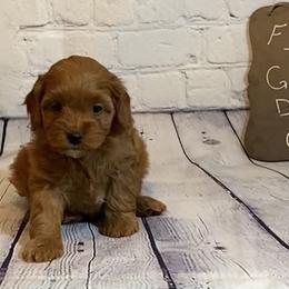 Goldendoodle and Poodle Puppies from Partridge Doodles and Poodles
