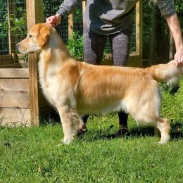 RONA - Golden Retriever