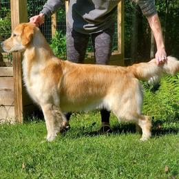 RONA - Golden Retriever