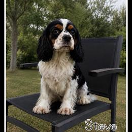 Steve - Tri-color male Cavalier King Charles Spaniel puppy in Clinton, Oklahoma from Enchanted Spaniels