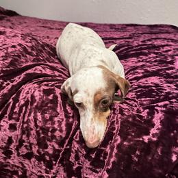 Dot - Dachshund