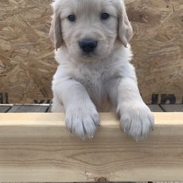 Golden Retriever Puppies from 3 Gun Retrievers