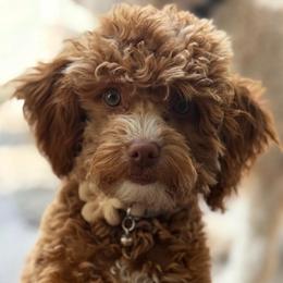 Marley - Goldendoodle