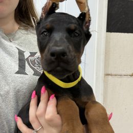Female 2 - Black and rust female Doberman Pinscher puppy in Tallmadge, Ohio from Premier Dobermans