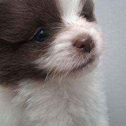 Tango - White male Pomeranian puppy in Gaffney, South Carolina from Battlefield Kennels