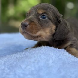 Turkey - Chocolate and tan male Dachshund puppy in Newport, Tennessee from Foothills Mini Doxies