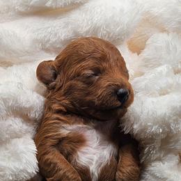 Luna - Red female Cavapoo puppy in Glendale, Arizona from Cool Cavapoos