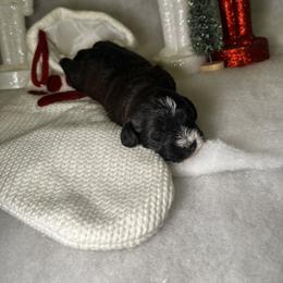 Poodle and Schnoodle Puppies from Bred by Brennen