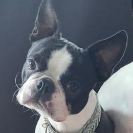 Boston Terrier Puppies from Boston Kup Breeders