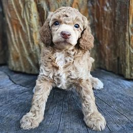 Fawn - Apricot female Poodle puppy in Springfield, Oregon from Valaurah Farms