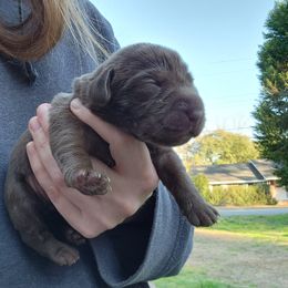 Girl 1 - Chocolate Labrador Retriever puppy in Andrews, South Carolina from Leyland Cypress Retrievers