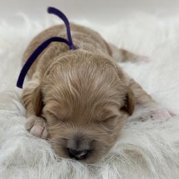 Purple Girl - Cream female Goldendoodle puppy in Waskom, Texas from Pearls & Curls doodles & poodles