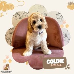 Goldie - Cream Australian Labradoodle puppy in Mendon, Massachusetts from New England Labradoodles