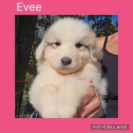 Evee - White and badger female Great Pyrenees puppy in Mikado, Michigan from Brittain Family Farm