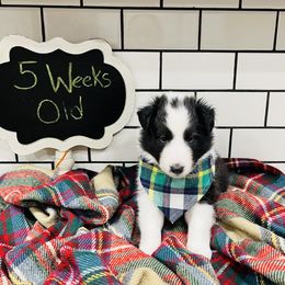 "Boy-available " Shetland Sheepdog Puppies from Southern Charm Sheltie Farm