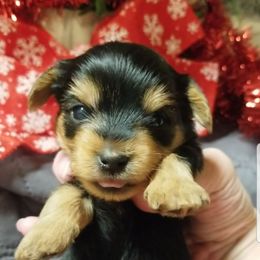 Percy - Black and tan male Yorkshire Terrier puppy in Hot Springs, Arkansas from Kimberly's Lovable Littles