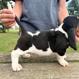 Girl 2 - Black brown and white female Basset Hound puppy in Hudson, Michigan from Bachman’s Kennel