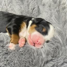 Bernedoodle Puppies from Myt fine doodles