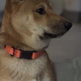 Shiba Inu All Grown Up from My Beloved Shiba LLC