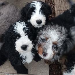Bernedoodle puppies from Wizardwood Doodles