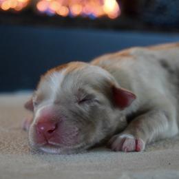 Cinder - Red merle female Australian Shepherd puppy in Lyons, Georgia from Canyon South Aussies