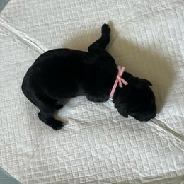 Pink - Black female Labrador Retriever puppy in Monticello, Georgia from Hollow Meadows Retrievers