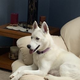 Siberian Husky All Grown Up from Nakitas den