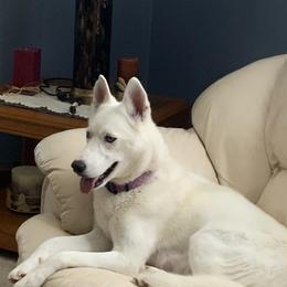 Siberian Husky All Grown Up from Nakitas den