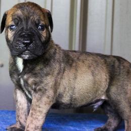 Dark brindle male - Brindle male Boerboel puppy in Guysville, Ohio from Fueled Kennel