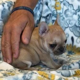 French Bulldog Puppies from Painted Desert Frenchies