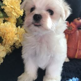 Maltese Puppies from May-Fam Maltese