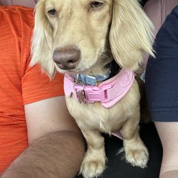 Strudel - Dachshund