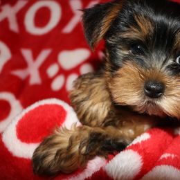 Yorkshire Terrier Puppies from Yorkie Love