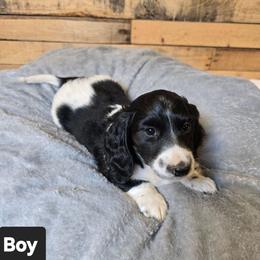 Boy 1 - Piebald male Dachshund puppy in Marionville, Missouri from Pamela's Dachshunds
