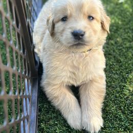 Golden Retriever Puppies from Wise Goldens